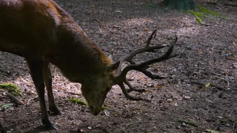 Red deer buck standing in the forest Stock Footage 252227361