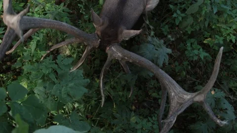 Red deer butting Stock Footage 98297230