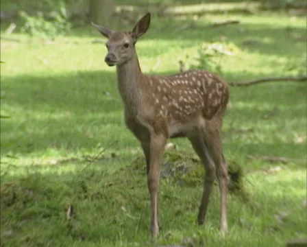 Red Deer calf (cervus elaphus) in open forest. Stock Footage 55369758