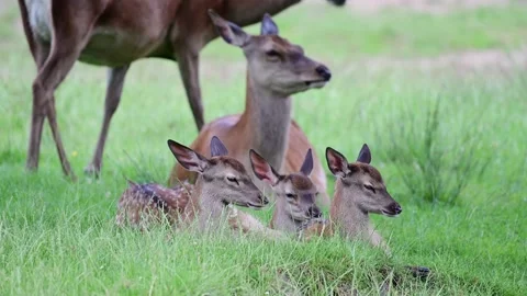 Red deer calf group lying on a meadow and resting with females in the background Video stock 167650123