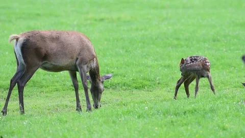 Red deer with calf on the meadow Stock Footage 81159899