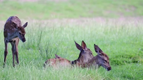 Red deer calfs lying on the forest meadow for resting, summer Stock Footage 162395299