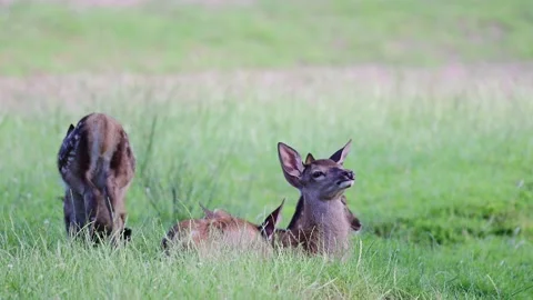 Red deer calfs lying on the forest meadow for resting, summer Stock Footage 162395339