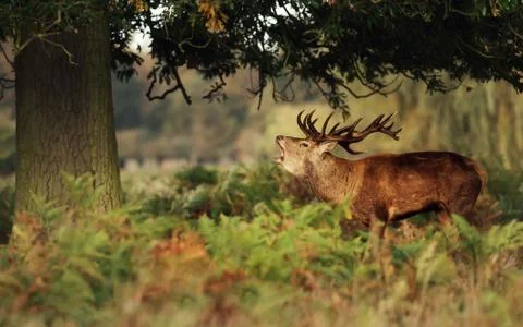 Red Deer calling under a tree during rutting season Stock Photos