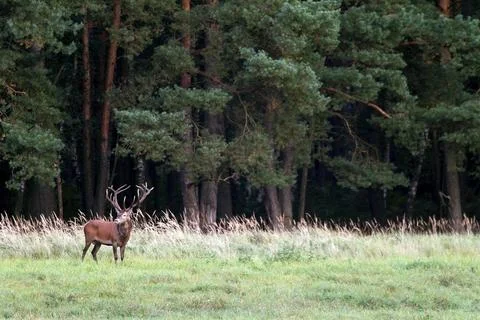 Red deer can be infested by parasites, including liver fluke, botflies, 스톡 사진