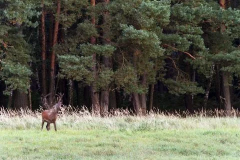 Red deer can be infested by parasites, including liver fluke, botflies, Foto stock