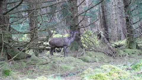Red Deer cautiously manouvres through a forest. Isle of Skye Stock Footage 237169465