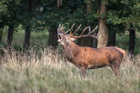 Red deer, Cervis elaphus, roaring in runting season, september Stock Photos