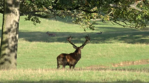 Red deer Cervus elaphus 1 50p stag bellowing Stock Footage 171624804