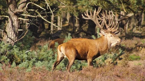 Red Deer - Cervus elaphus 1 Stock Footage 225478180