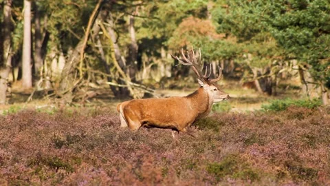 Red Deer - Cervus elaphus 2 Stock Footage 225478165