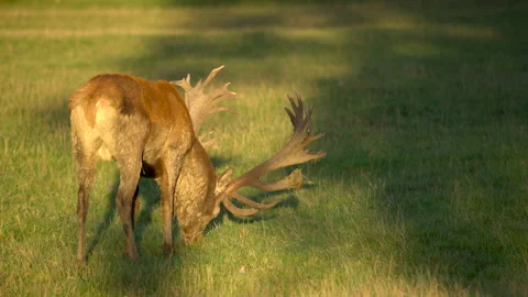 Red deer Cervus elaphus 25p feeding after mud wallow Stock-Footage 171624185