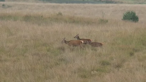 Red deer (cervus elaphus) 3 hinds crossing a field Video stock 140195591