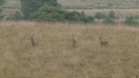 Red deer (cervus elaphus) 3 hinds startle and freeze while crossing a field Stock Footage 140195826