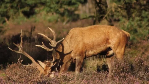 Red Deer - Cervus elaphus 3 Stock Footage 225478465