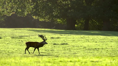 Red deer Cervus elaphus 4 50p Stag calling during rut Stock Footage 171624089