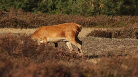 Red Deer - Cervus elaphus 4 Stock Footage 225478270