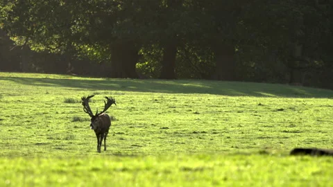 Red deer Cervus elaphus 5 50p stag backlit during rut Stock-Footage 171624077