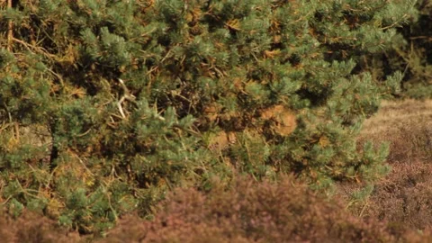 Red Deer - Cervus elaphus 5 Stock Footage 225478476