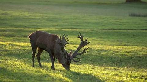 Red deer Cervus elaphus 50p stag feeding  25p Stock Footage 171624494
