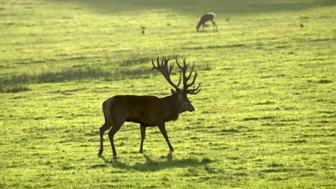 Red deer Cervus elaphus 6 50p during rut Stock Footage 171624854