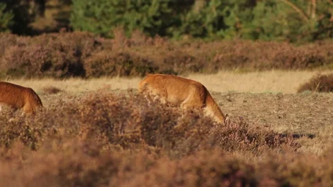 Red Deer - Cervus elaphus 6 Stock Footage 225481647