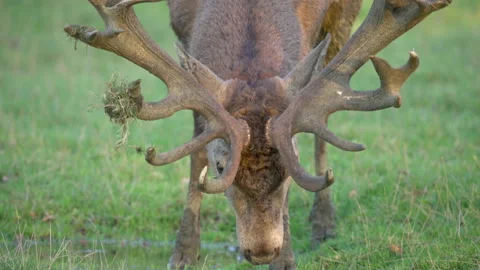 Red deer Cervus elaphus 8 25p close up of stag Stock Footage 171624027