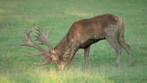 Red deer Cervus elaphus 9 25p feeding Stock-Footage 171624115