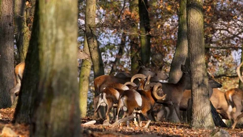 Red deer (Cervus elaphus) and mouflon (Ovis musimon) group running away Video stock 101723527