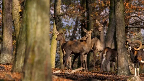 Red deer (Cervus elaphus) and mouflon (Ovis musimon) group running away Stock Footage 101723796