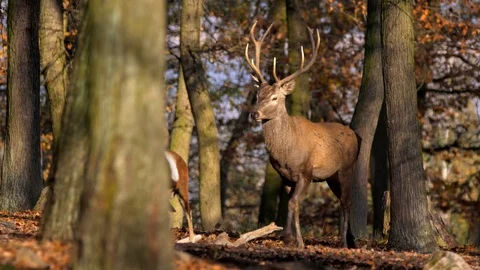 Red deer (Cervus elaphus) and mouflon (Ovis musimon) group in forest Stock-Footage 101724737