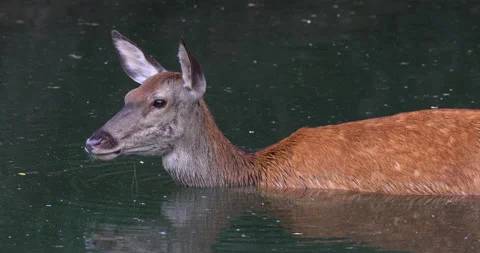 Red deer - Cervus elaphus, bathing in the lake Stock Footage 200916886