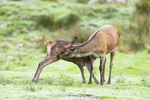 Red deer (Cervus elaphus) in captivity in Germany Stock Photos