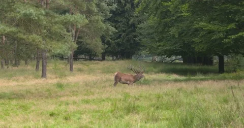 Red Deer (cervus elaphus) dominant stag foraging in open forest Stock Footage 67730163