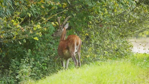 Red deer Cervus Elaphus eats the leaf of tree in the forest, summer daytime Stock Footage 219721803