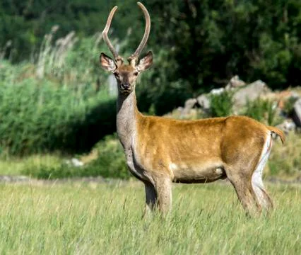 The red deer (Cervus elaphus) at the edge of the forest. Stock Photos