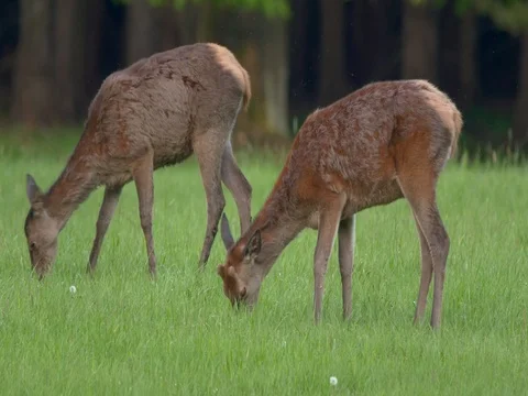 Red deer (Cervus elaphus) feeding on grass Video stock 80794494