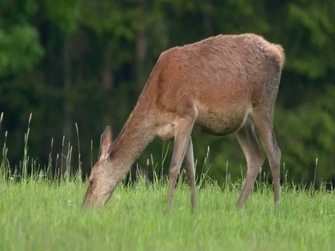 Red deer (Cervus elaphus) feeding on grass 動画素材 80794510