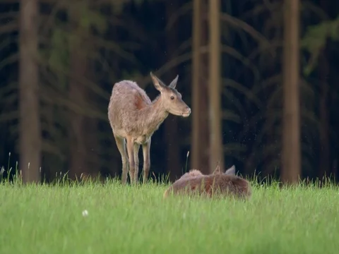 Red deer (Cervus elaphus) feeding on grass Stock Footage 80794549