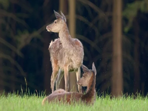 Red deer (Cervus elaphus) feeding on grass Stock Footage 80953238