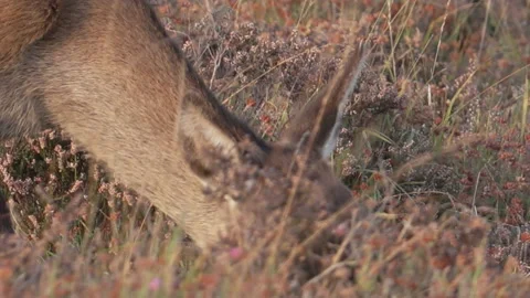 Red Deer (Cervus elaphus) female head close up eating heather Stock Footage 205514996