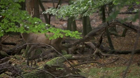 Red Deer (Cervus elaphus) Stock Footage 81678055