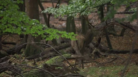 Red Deer (Cervus elaphus) Stock Footage 81684064