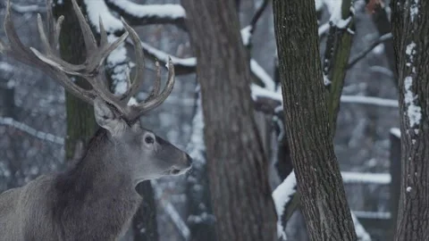 Red deer (Cervus elaphus) Stock-Footage 221573820