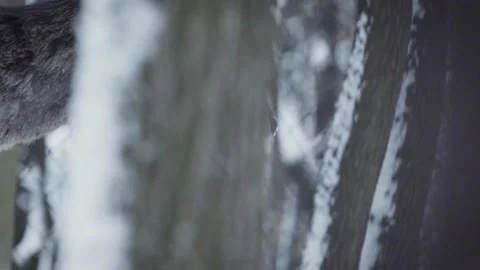 Red deer (Cervus elaphus) Stock Footage 221573855