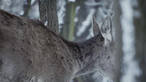 Red deer (Cervus elaphus) Vidéo 221573922