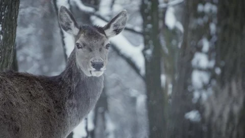 Red deer (Cervus elaphus) Video stock 221573977