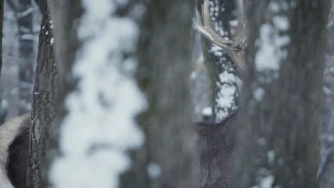 Red deer (Cervus elaphus) Stock Footage 221574018