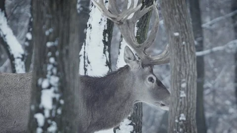 Red deer (Cervus elaphus) Video stock 221574051