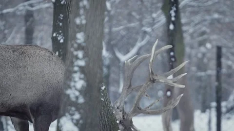 Red deer (Cervus elaphus) Stock-Footage 221574101